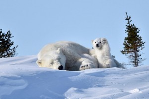 fotos divertidas animales mis gafas de pasta oso polar